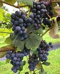 Concord Seedless Live Grape Plant