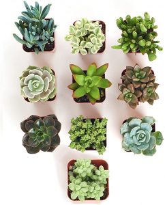 10 Pack Succulent Collection