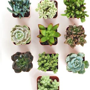 10 Pack Succulent Collection
