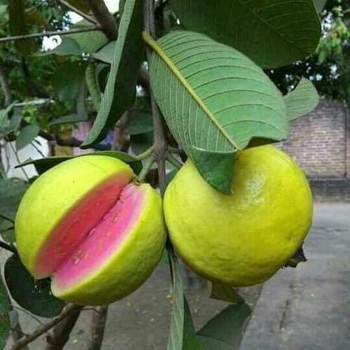 Pink Guava Tree Plant - 1 Gallon