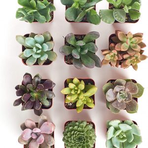 12 Pack Indoor Succulent Plants