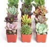 12 Pack Indoor Succulent Plants