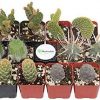 12 Pack Assorted Cacti Plants