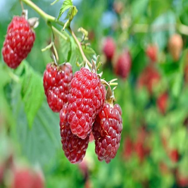 Dorman Red Raspberry Plant
