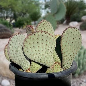 Beavertail Prickly Pear Cactus