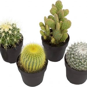 4 Pack Live Cacti Plants