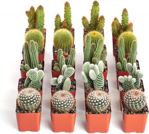 20 Pack Live Cacti Plants