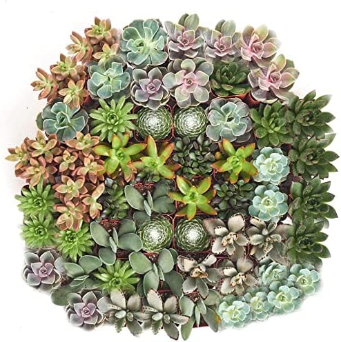 Wedding Collection Succulents