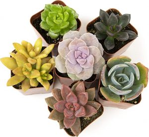 6 Pack Potted Succulent Plants