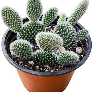 4” Bunny Ears Cactus Plant