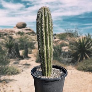 Live Saguaro Cactus