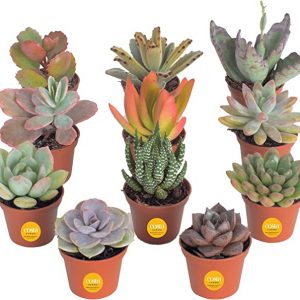 Succulent Plants with Grower Pots