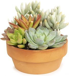 Succulent Assortment in Clay Pot
