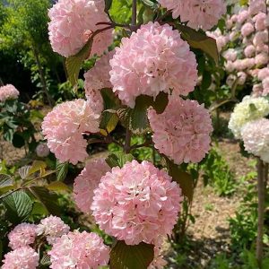 Pink Hydrangea Shrub